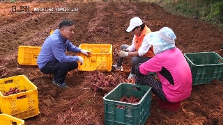 115회 - 예배당의 붕괴 속에도 주님을 찬양합니다 